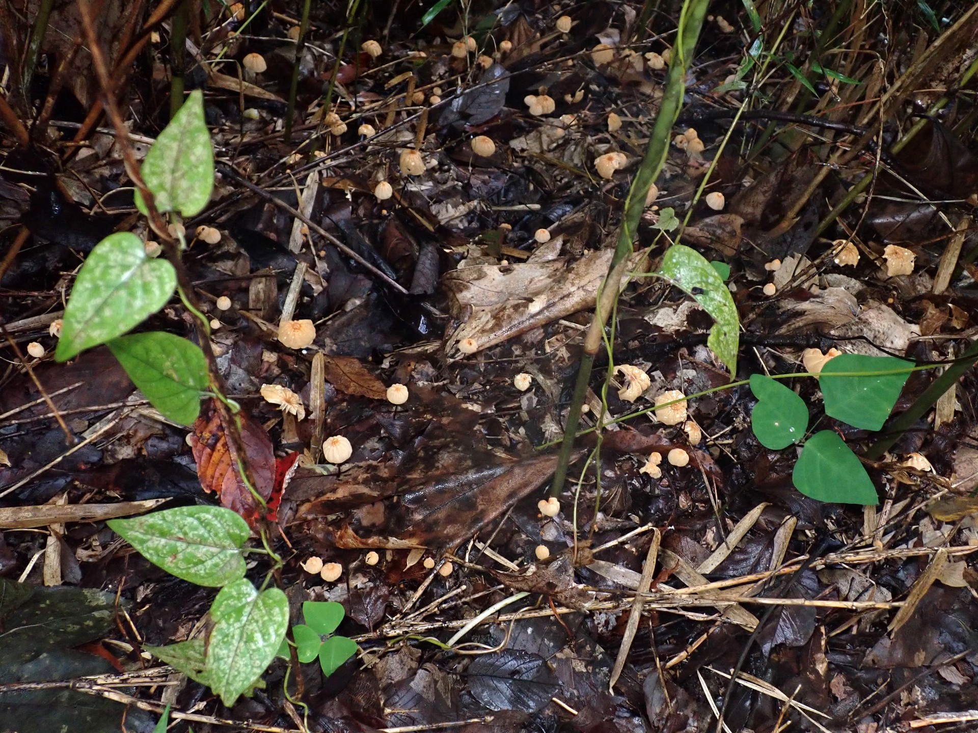 ハリガネオチバタケ の高画質写真です。横浜市で、2025年10月26日に撮影したものです。