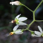 ヒヨドリジョウゴ の高画質写真です。横浜市で、2025年9月30日に撮影したものです。