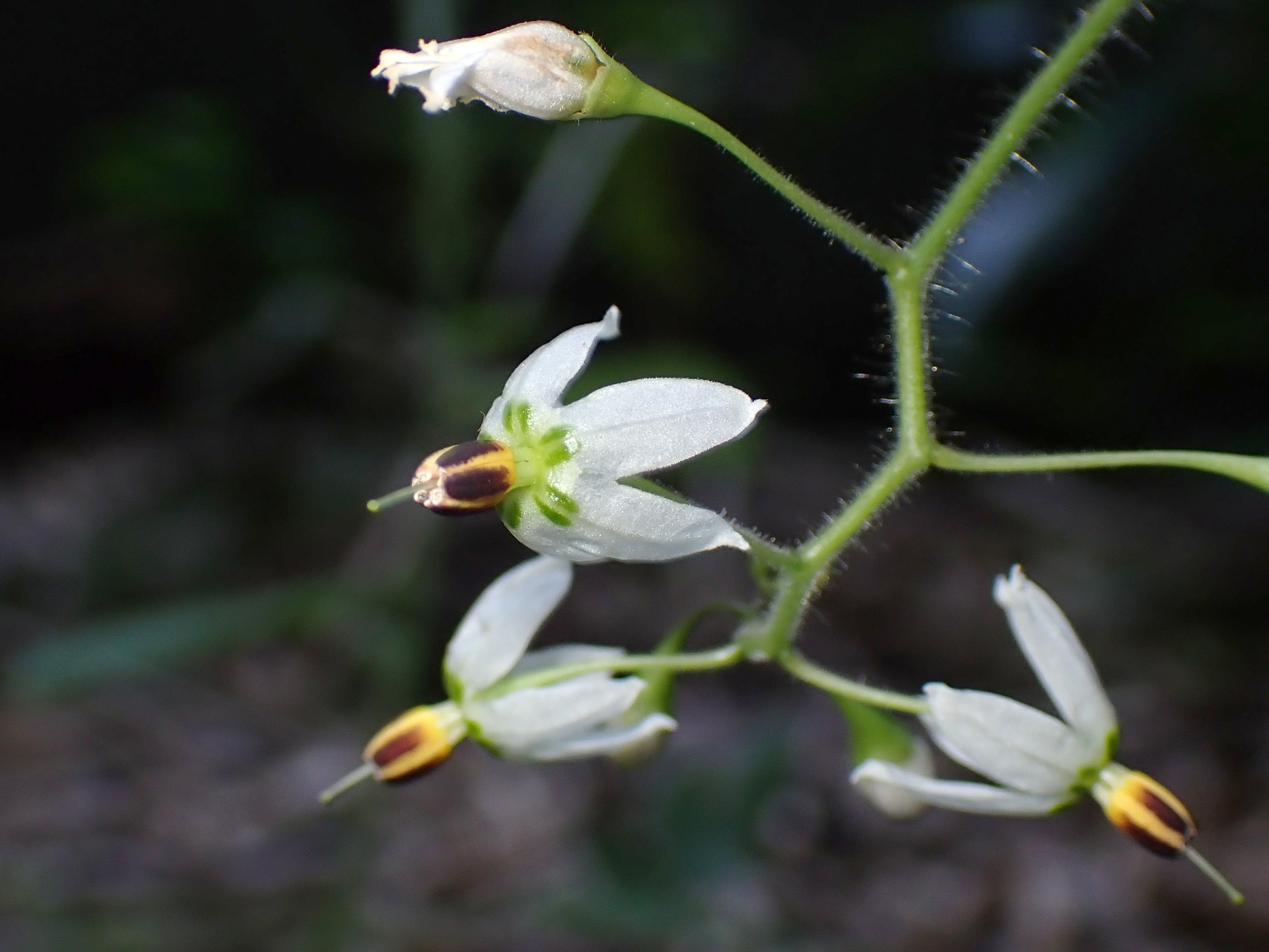 ヒヨドリジョウゴ の高画質写真です。横浜市で、2025年9月30日に撮影したものです。