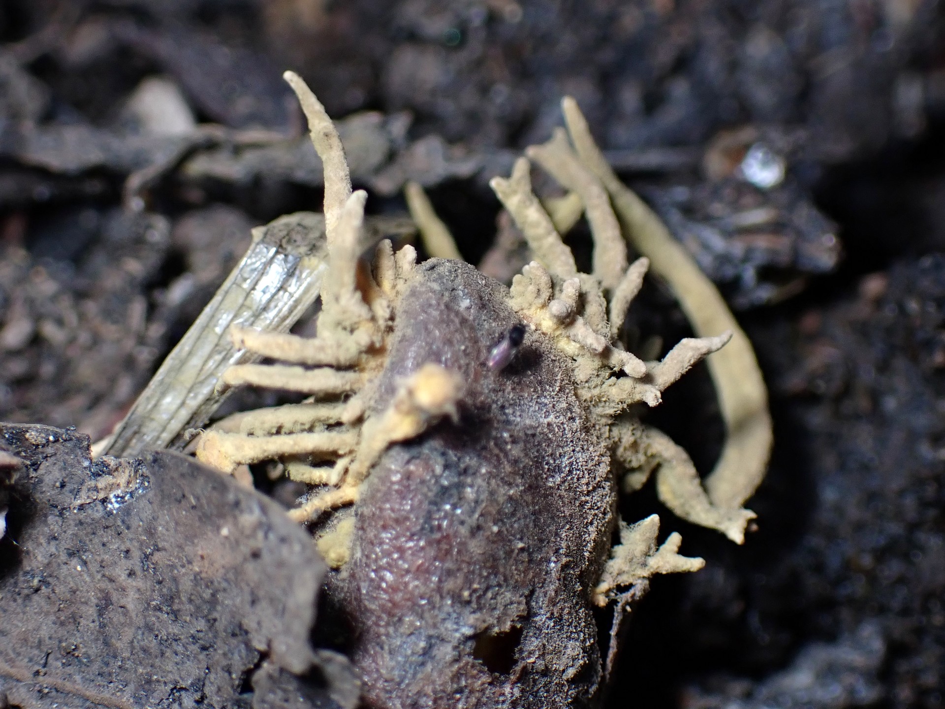 カキノミタケ の高画質写真です。横浜市で、2025年9月30日に撮影したものです。