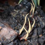 カキノミタケ の高画質写真です。横浜市で、2025年10月18日に撮影したものです。