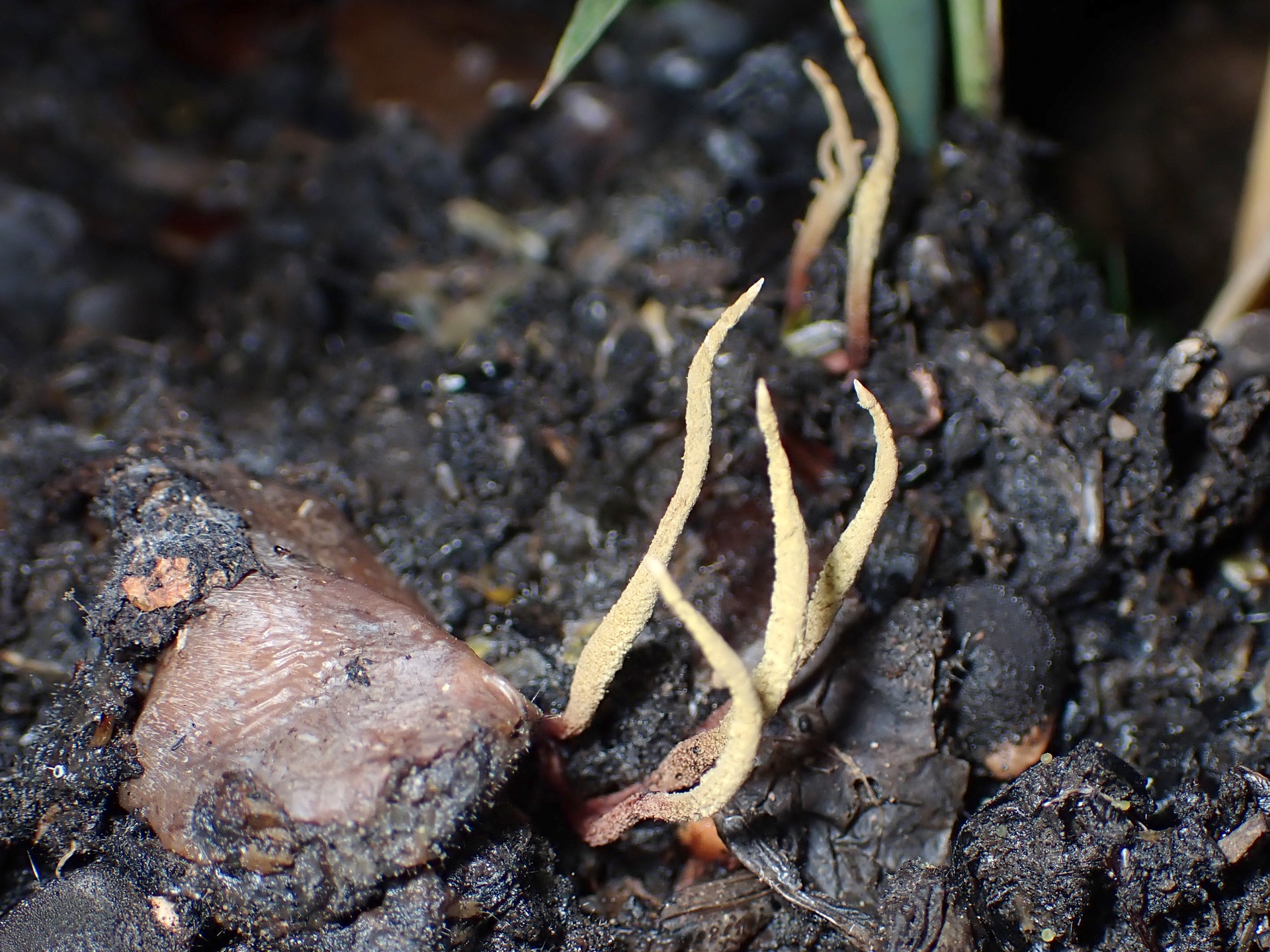 カキノミタケ の高画質写真です。横浜市で、2025年10月18日に撮影したものです。