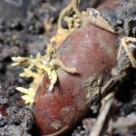 カキノミタケ の高画質写真です。横浜市で、2025年9月30日に撮影したものです。