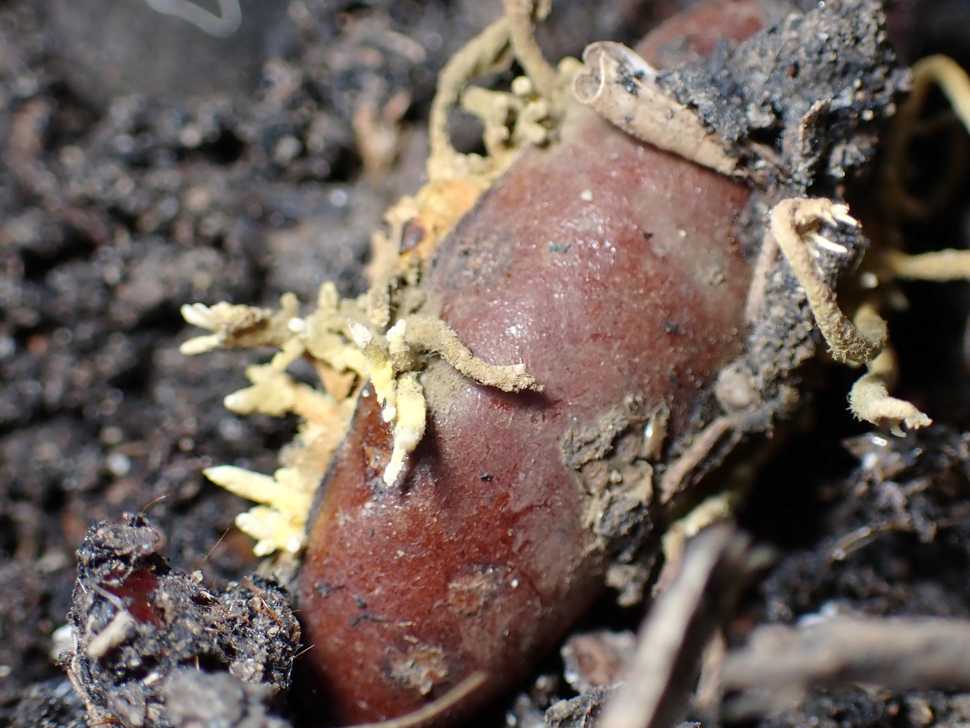 カキノミタケ の高画質写真です。横浜市で、2025年9月30日に撮影したものです。