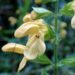 キバナアキギリ の高画質写真です。横浜市で、2025年10月07日に撮影したものです。