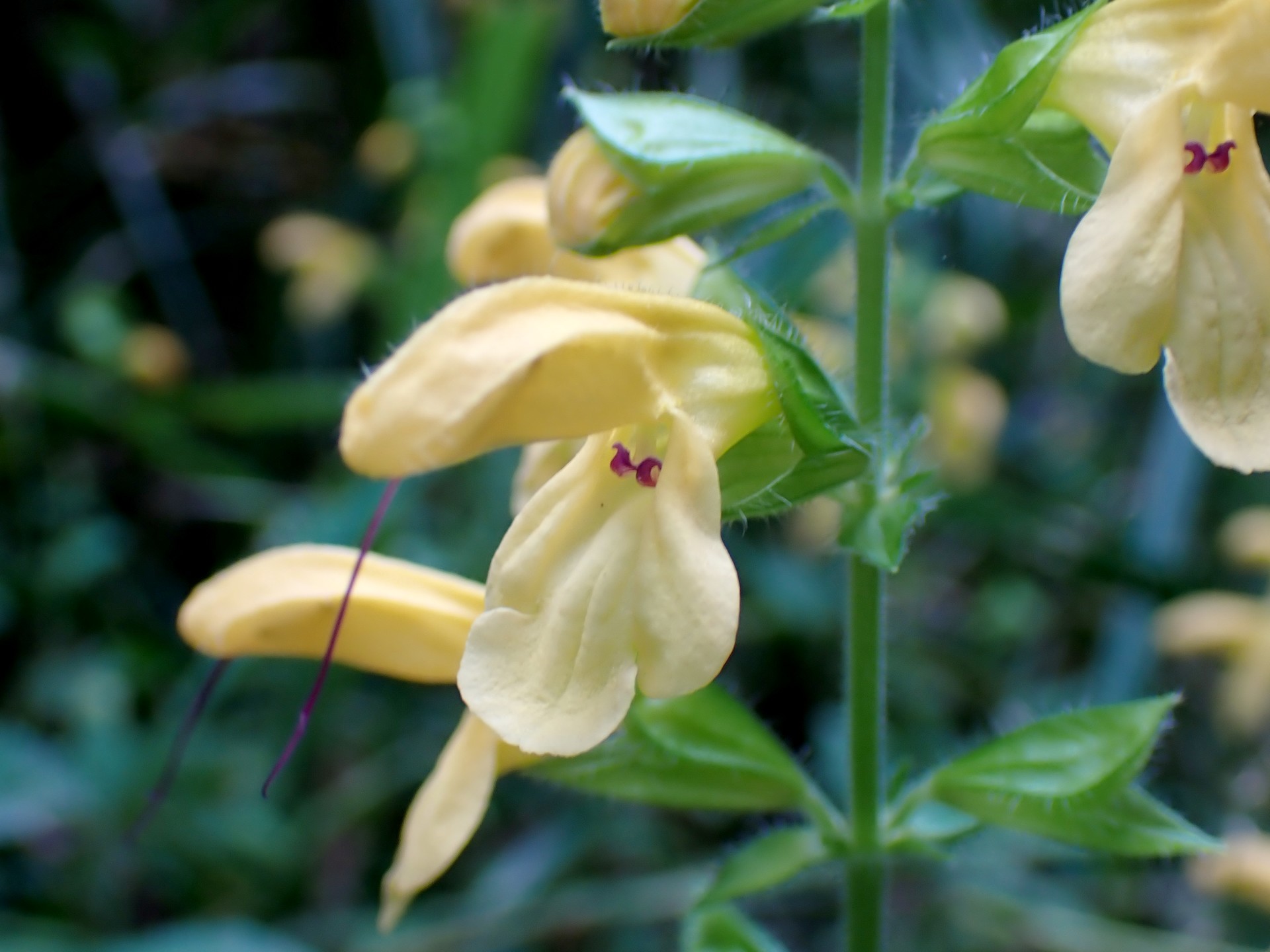 キバナアキギリ の高画質写真です。横浜市で、2025年10月07日に撮影したものです。