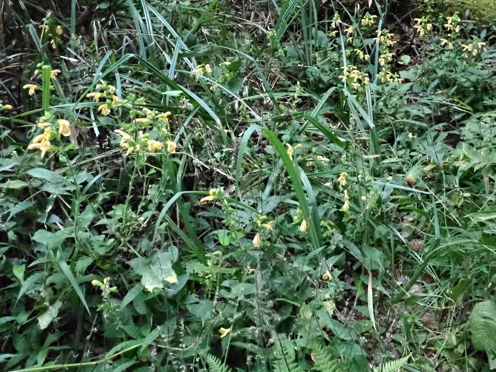 キバナアキギリ の高画質写真です。横浜市で、2025年10月07日に撮影したものです。