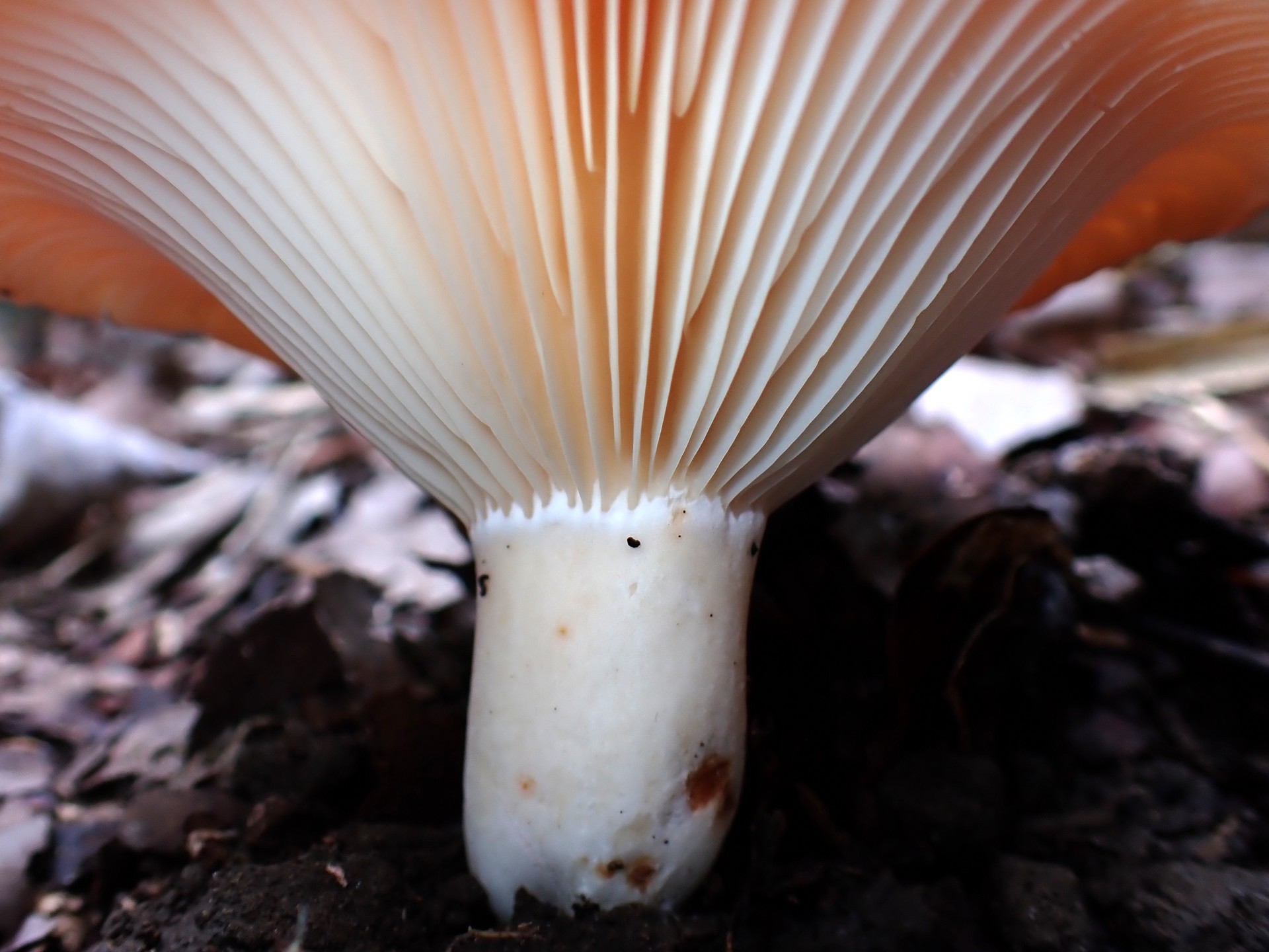 キチチタケ の高画質写真です。横浜市で、2025年10月07日に撮影したものです。