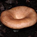 キチチタケ の高画質写真です。横浜市で、2025年10月07日に撮影したものです。