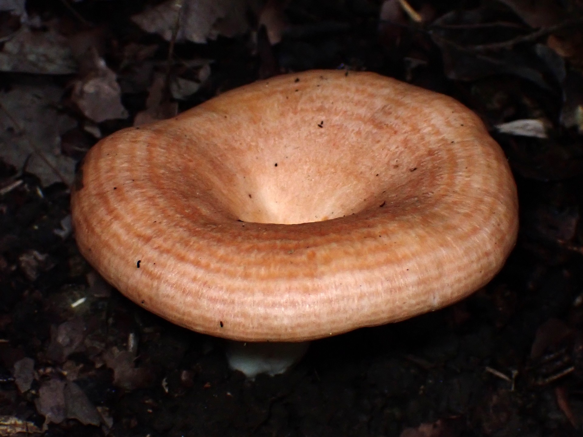 キチチタケ の高画質写真です。横浜市で、2025年10月07日に撮影したものです。