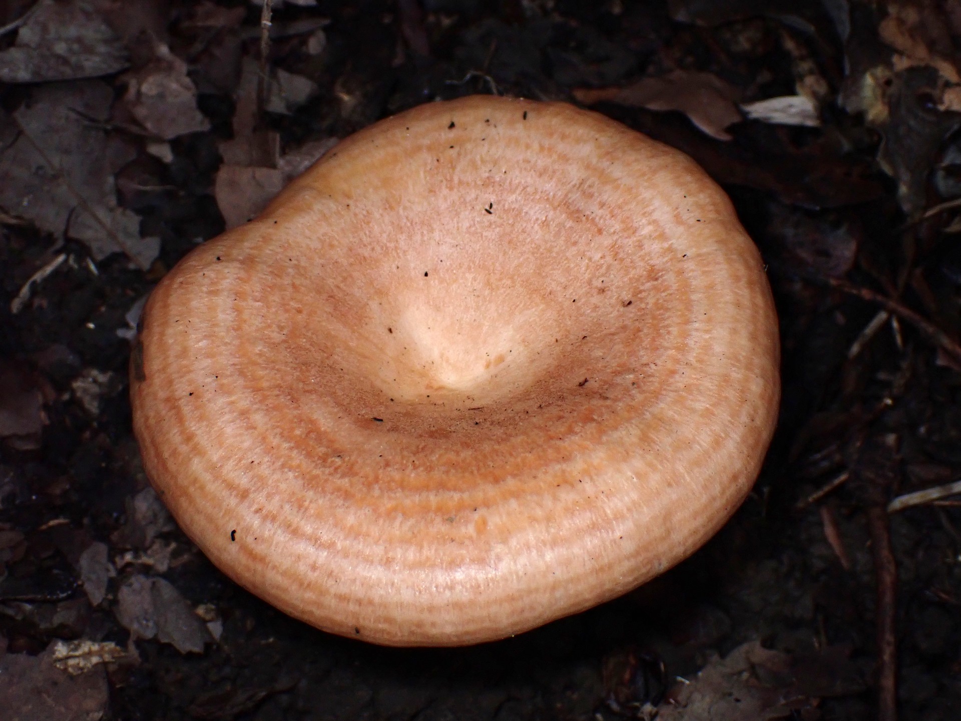 キチチタケ の高画質写真です。横浜市で、2025年10月07日に撮影したものです。