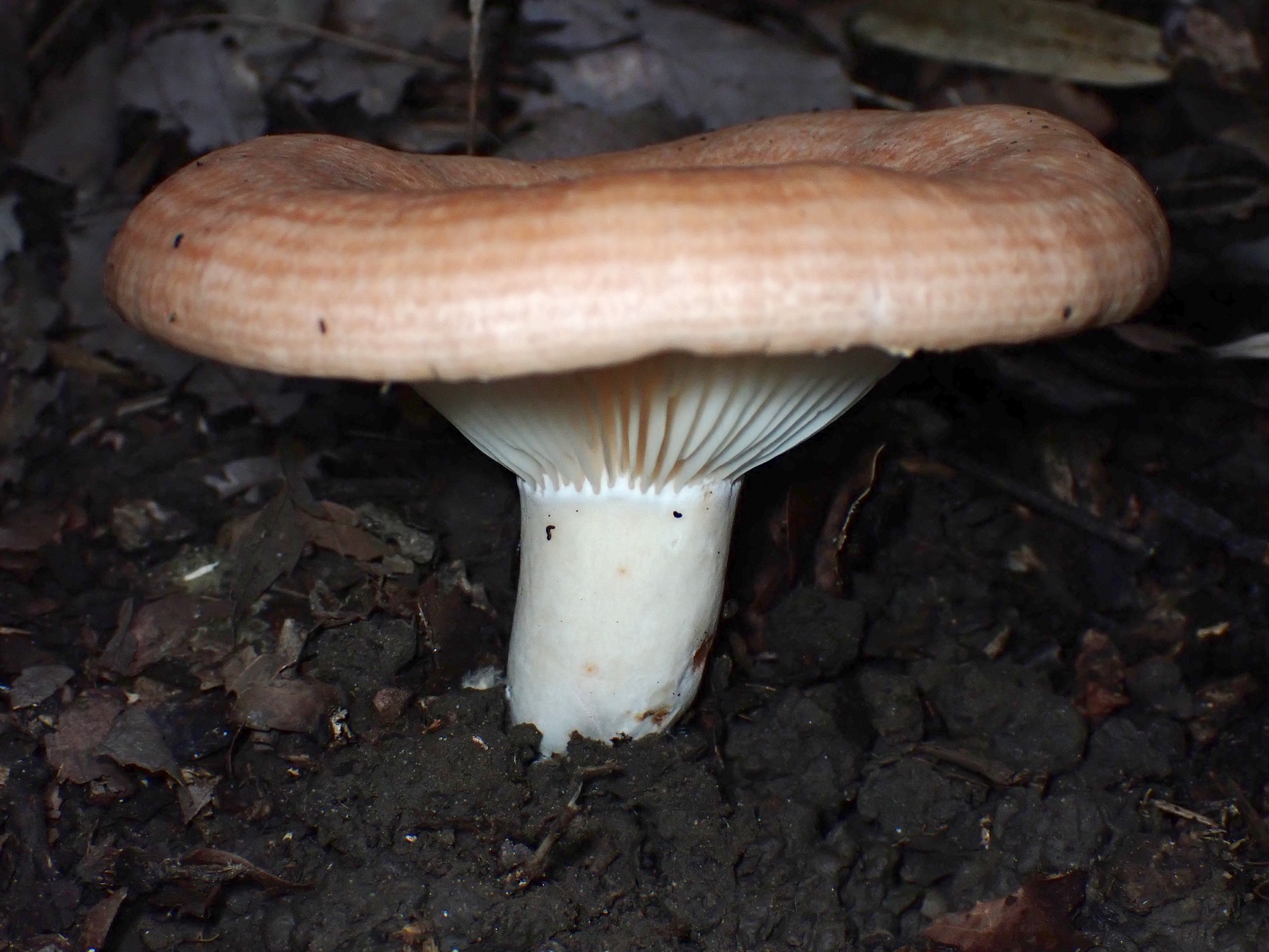 キチチタケ の高画質写真です。横浜市で、2025年10月07日に撮影したものです。