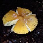 キタマゴタケ の高画質写真です。横浜市で、2025年10月01日に撮影したものです。