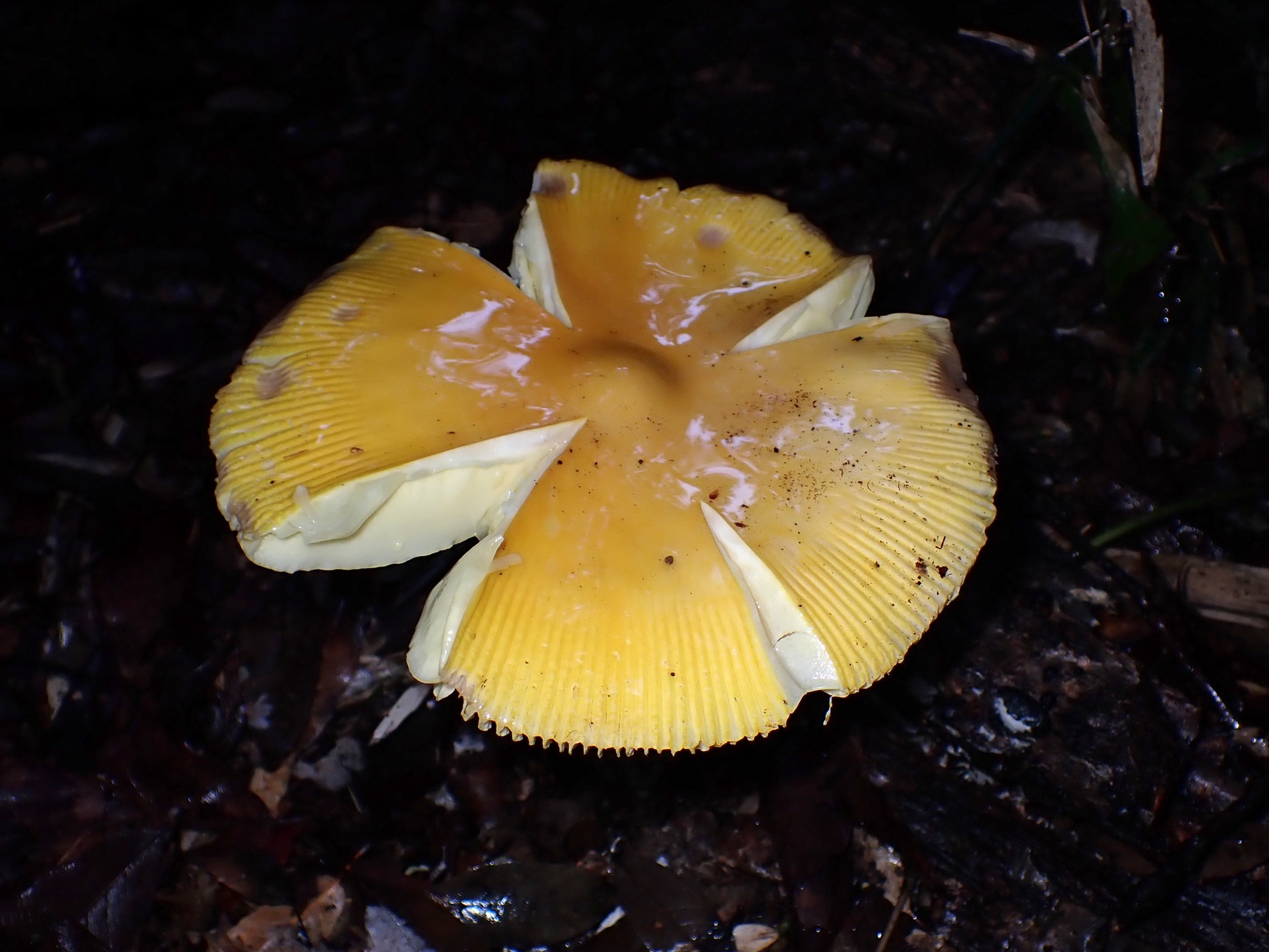 キタマゴタケ の高画質写真です。横浜市で、2025年10月01日に撮影したものです。