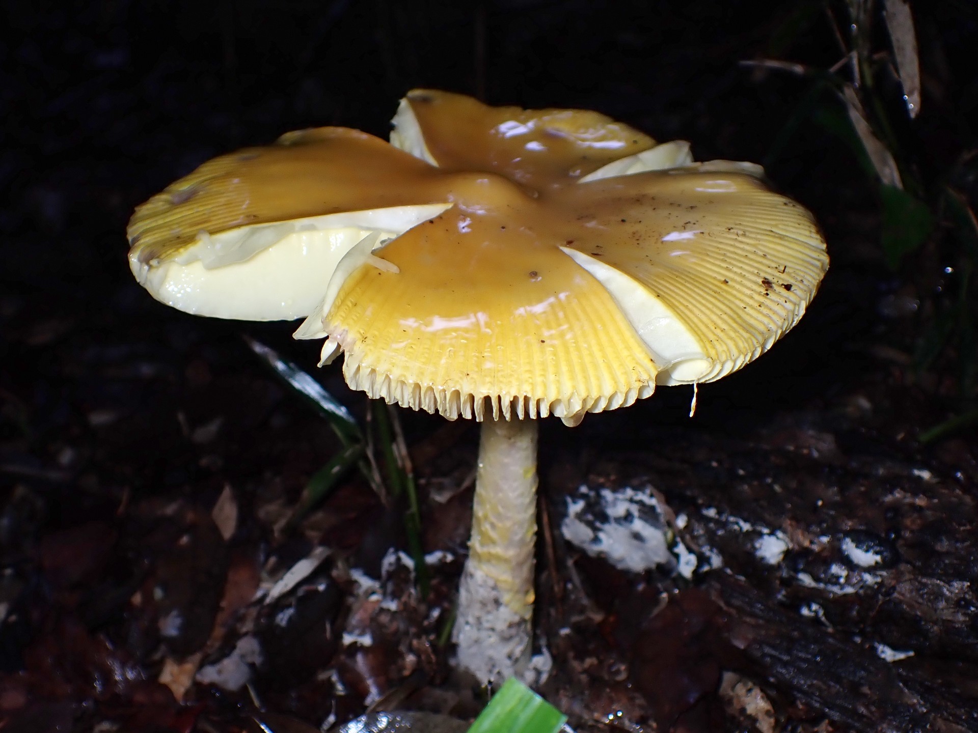 キタマゴタケ の高画質写真です。横浜市で、2025年10月01日に撮影したものです。