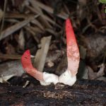 キツネノエフデ の高画質写真です。横浜市で、2025年10月28日に撮影したものです。