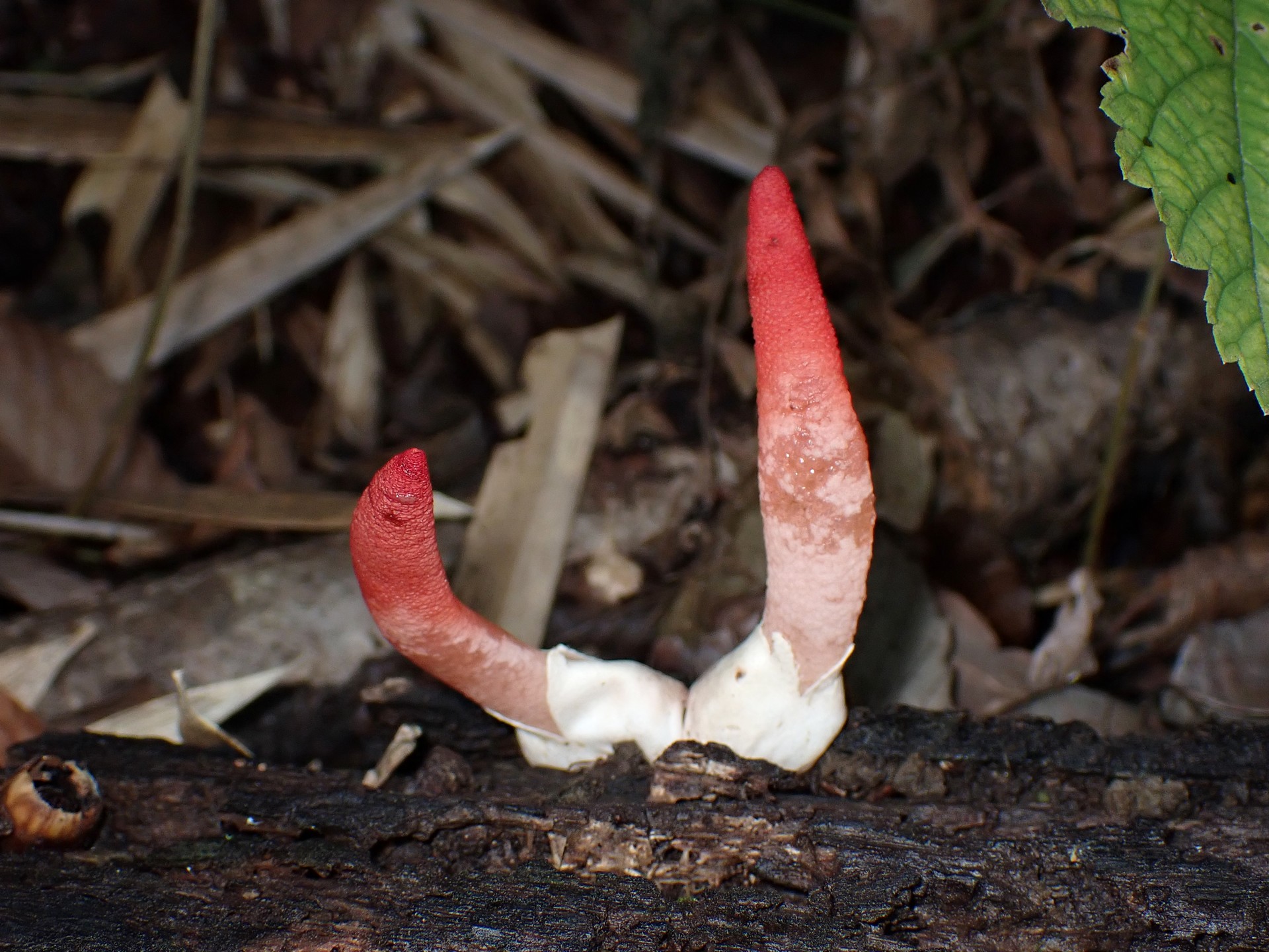 キツネノエフデ の高画質写真です。横浜市で、2025年10月28日に撮影したものです。