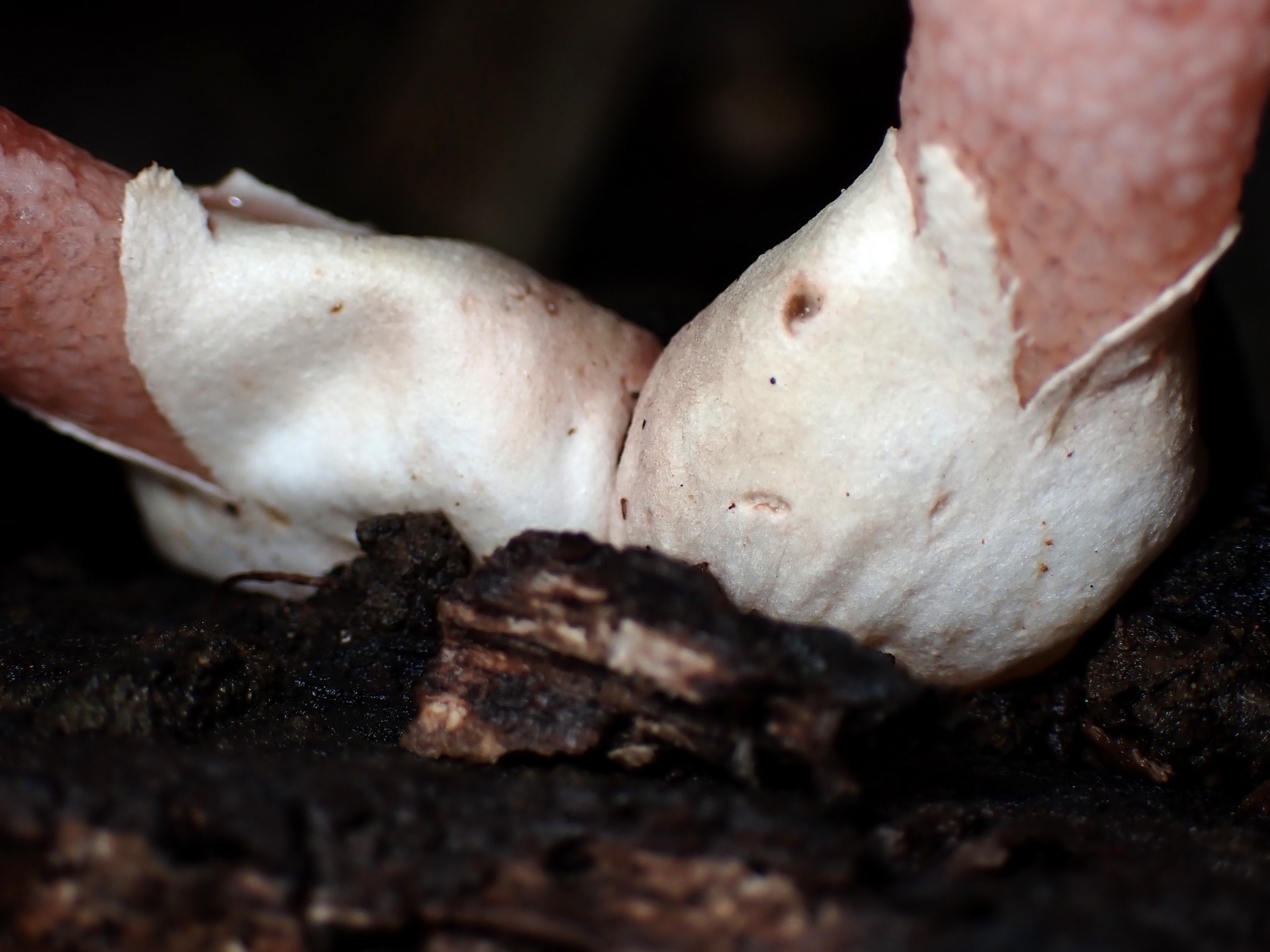 キツネノエフデ の高画質写真です。横浜市で、2025年10月28日に撮影したものです。