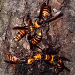 コガタスズメバチ の高画質写真です。横浜市で、2025年10月07日に撮影したものです。