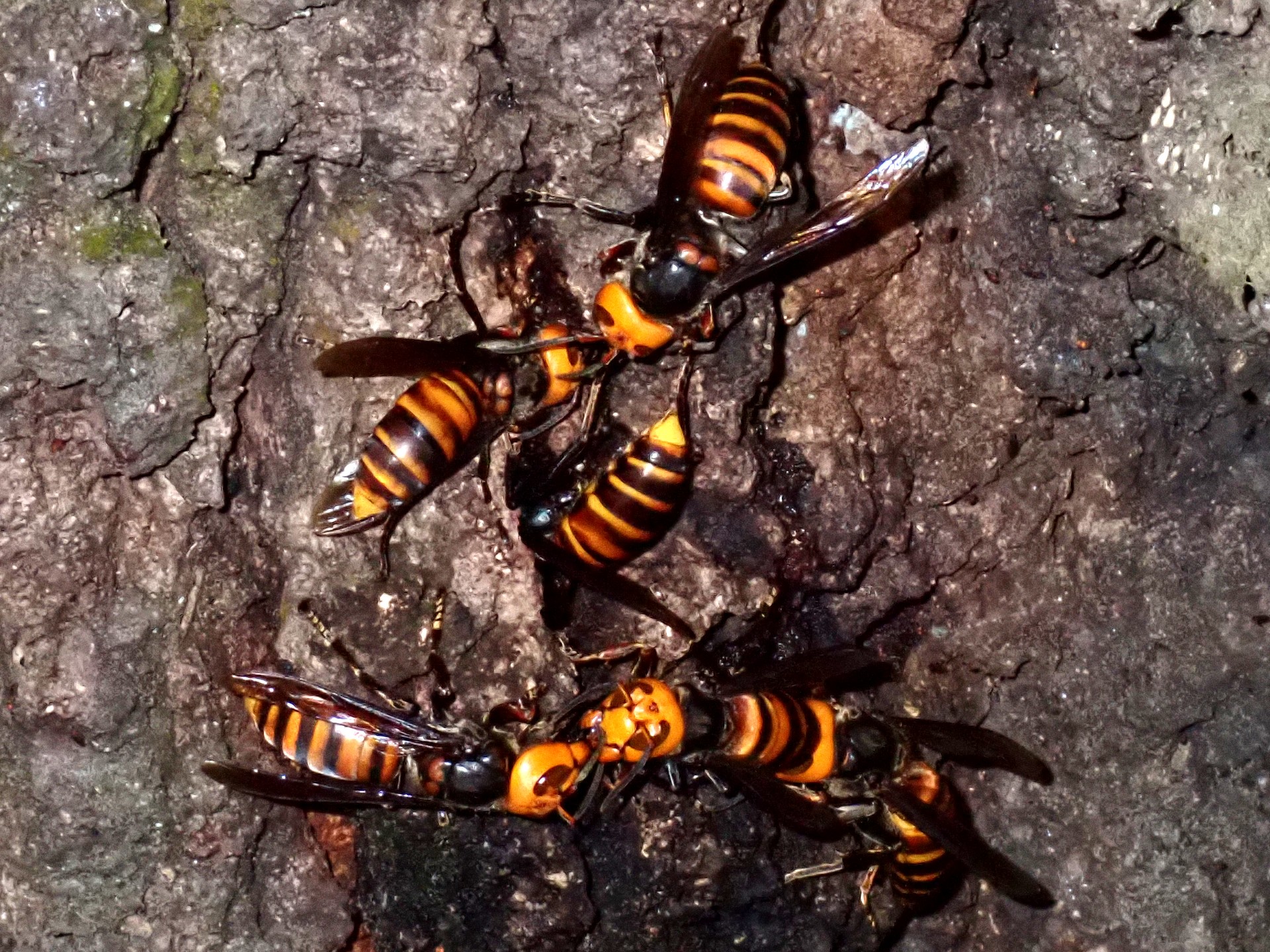 コガタスズメバチ の高画質写真です。横浜市で、2025年10月07日に撮影したものです。