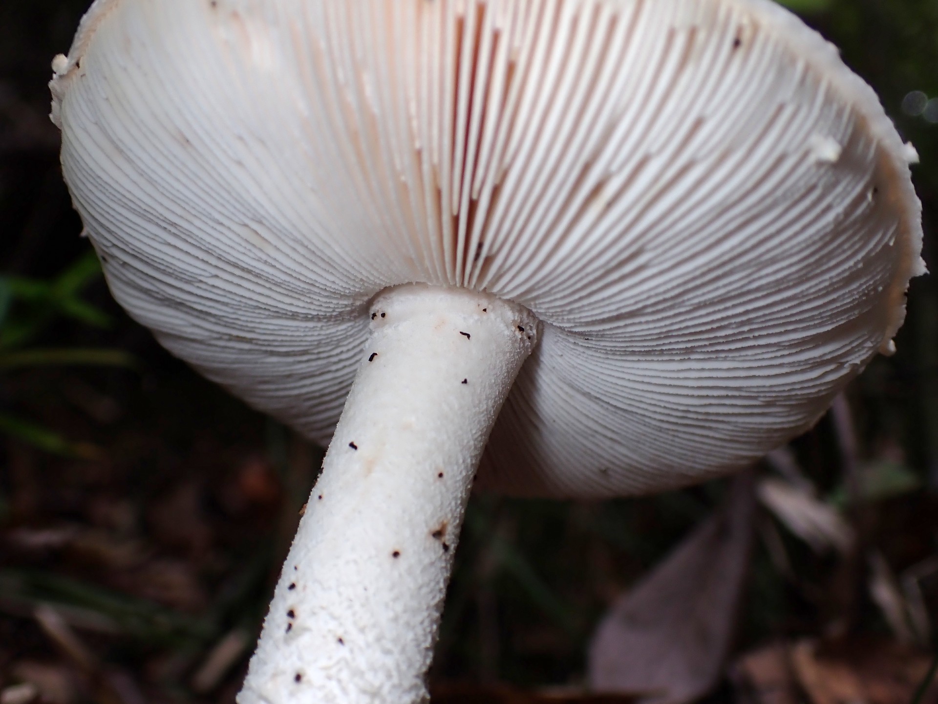 コシロオニタケ の高画質写真です。横浜市で、2025年10月07日に撮影したものです。