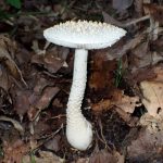 コシロオニタケ の高画質写真です。横浜市で、2025年10月07日に撮影したものです。