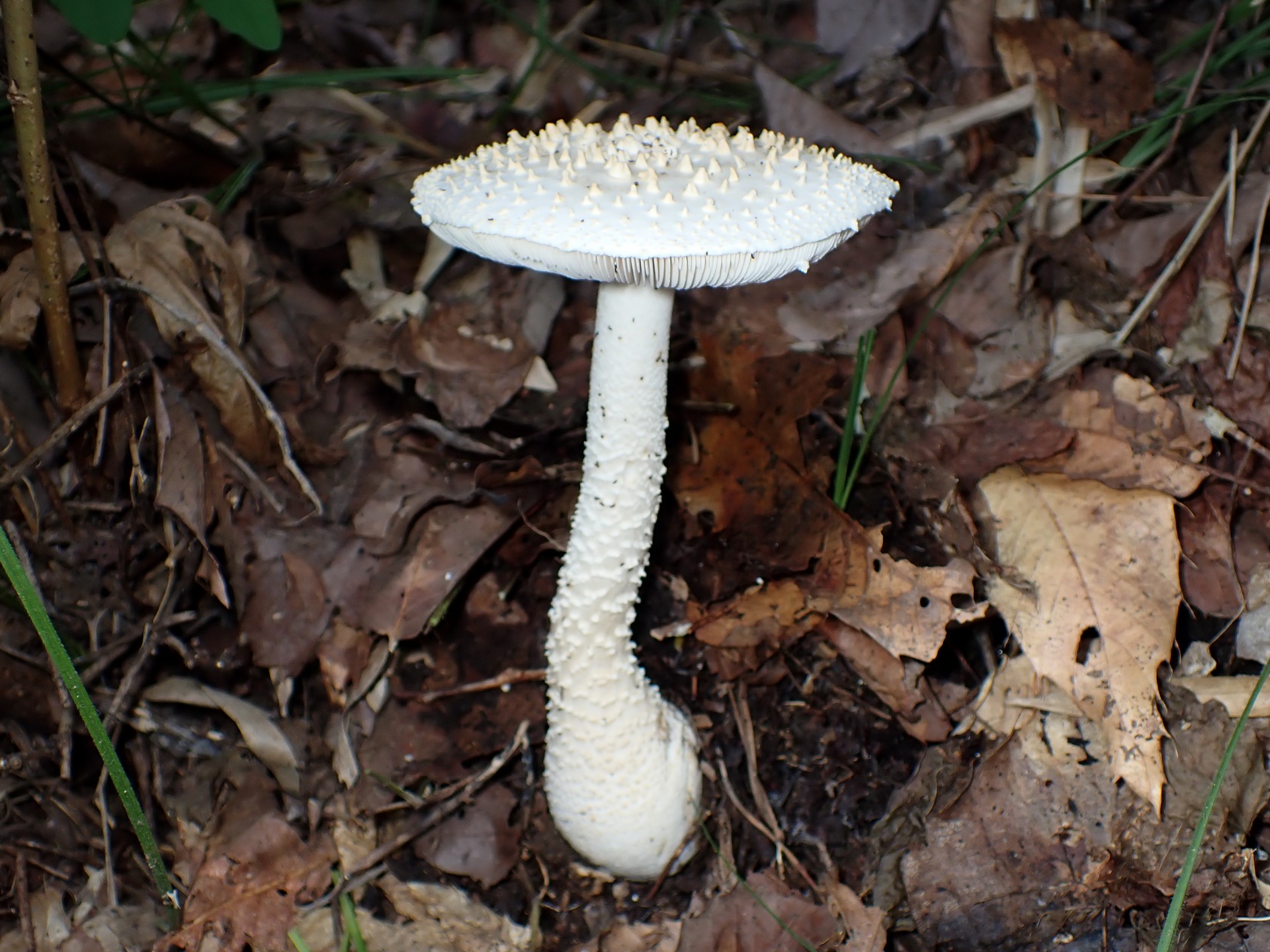 コシロオニタケ の高画質写真です。横浜市で、2025年10月07日に撮影したものです。