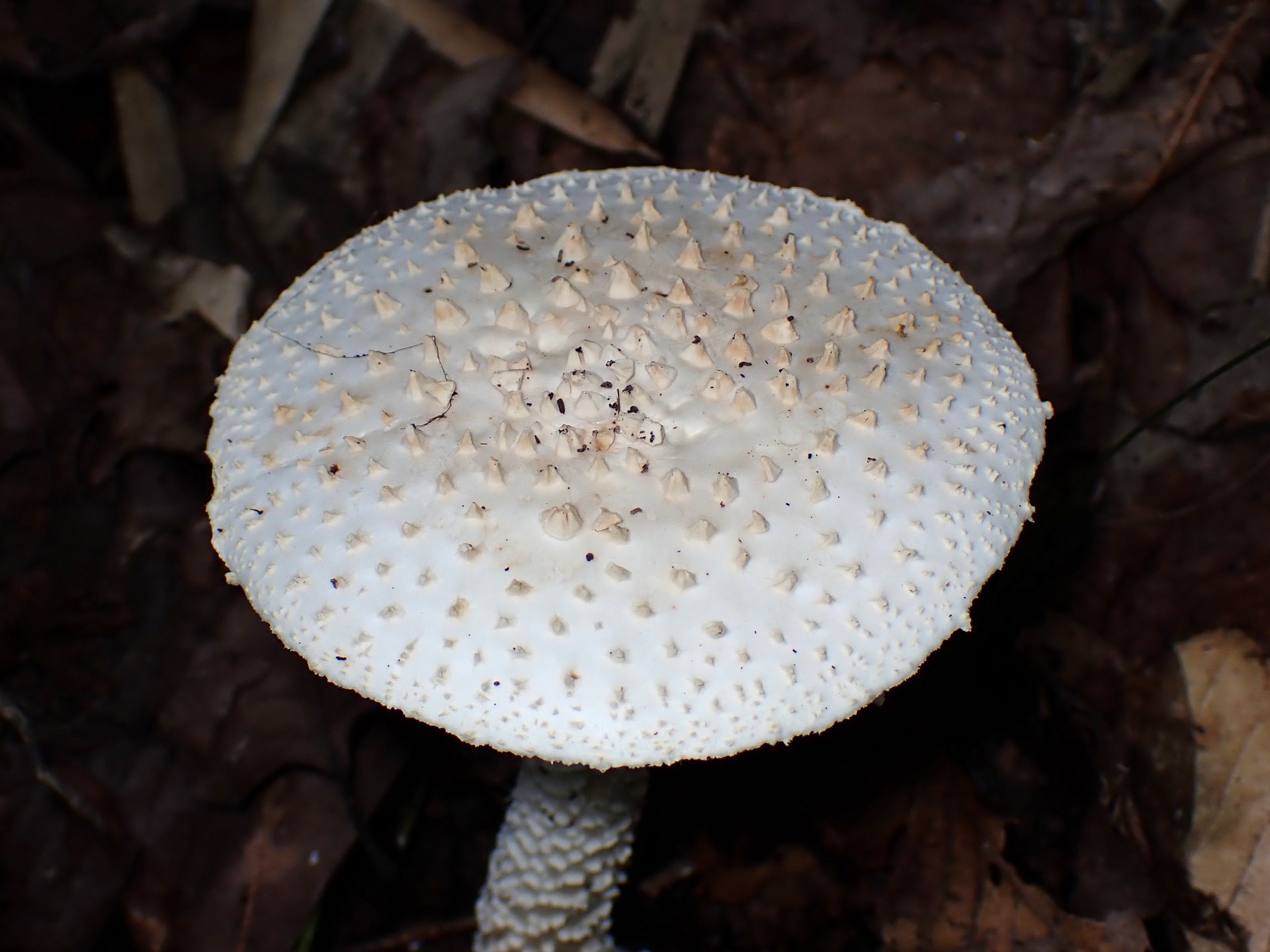 コシロオニタケ の高画質写真です。横浜市で、2025年10月07日に撮影したものです。