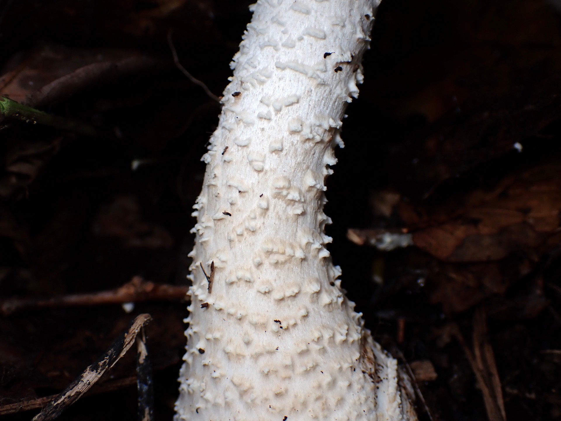 コシロオニタケ の高画質写真です。横浜市で、2025年10月07日に撮影したものです。