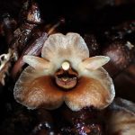 クロヤツシロラン の高画質写真です。横浜市で、2025年10月13日に撮影したものです。