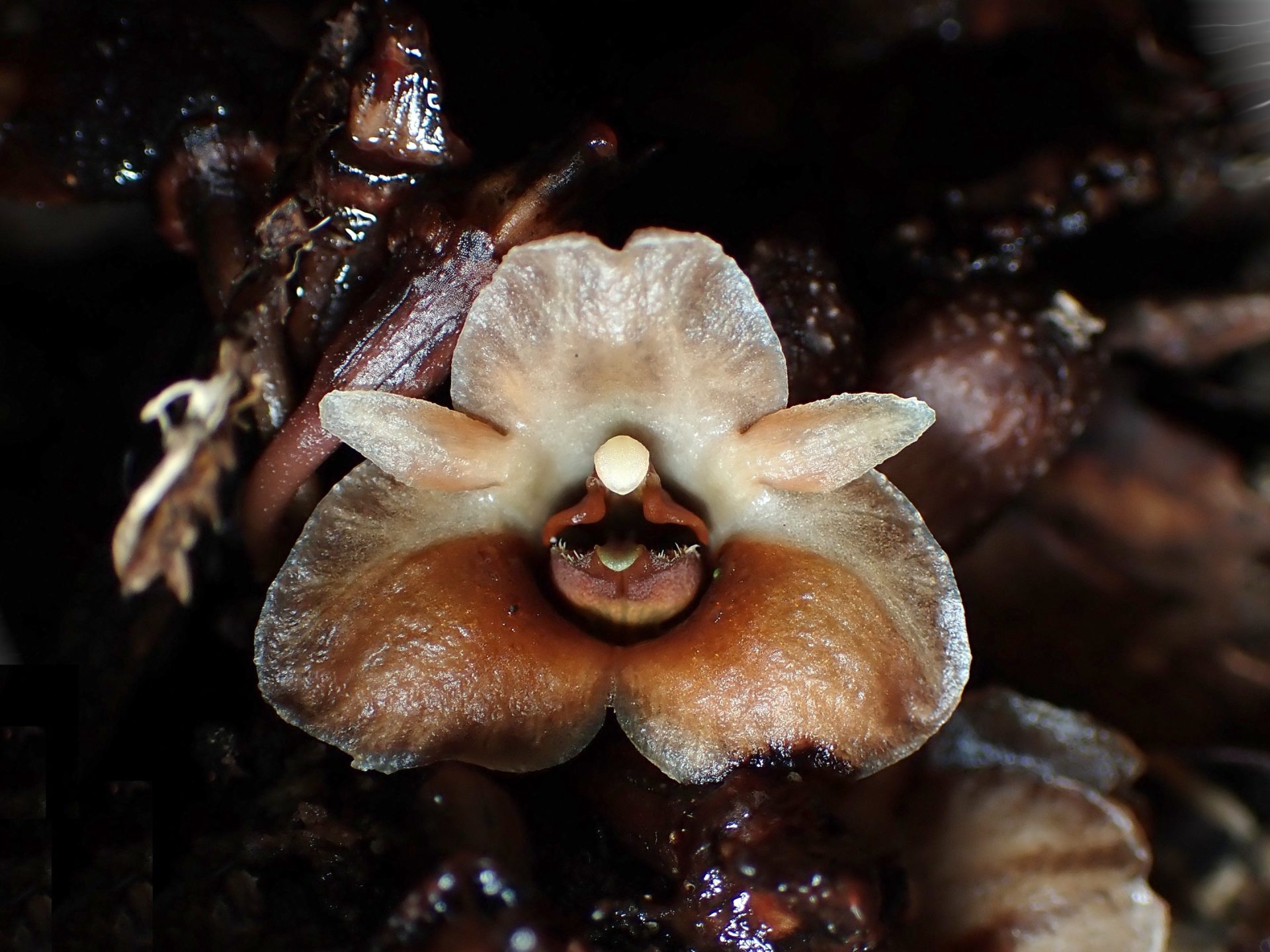 クロヤツシロラン の高画質写真です。横浜市で、2025年10月13日に撮影したものです。