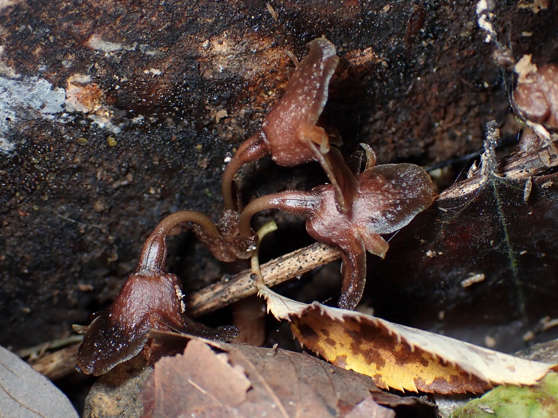 クロヤツシロラン の高画質写真です。横浜市で、2025年10月13日に撮影したものです。