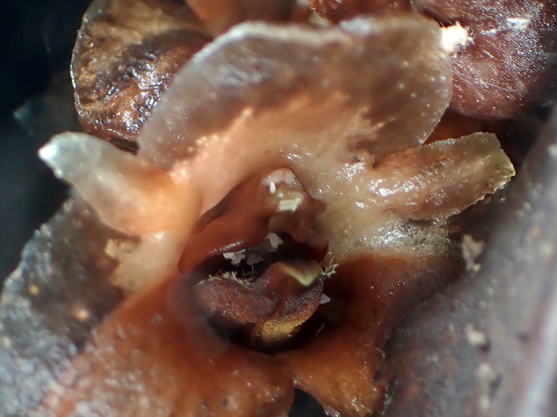 クロヤツシロラン の高画質写真です。横浜市で、2025年10月13日に撮影したものです。