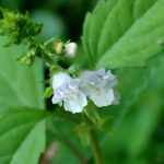 クワガタソウの仲間？ の高画質写真です。横浜市で、2025年9月30日に撮影したものです。