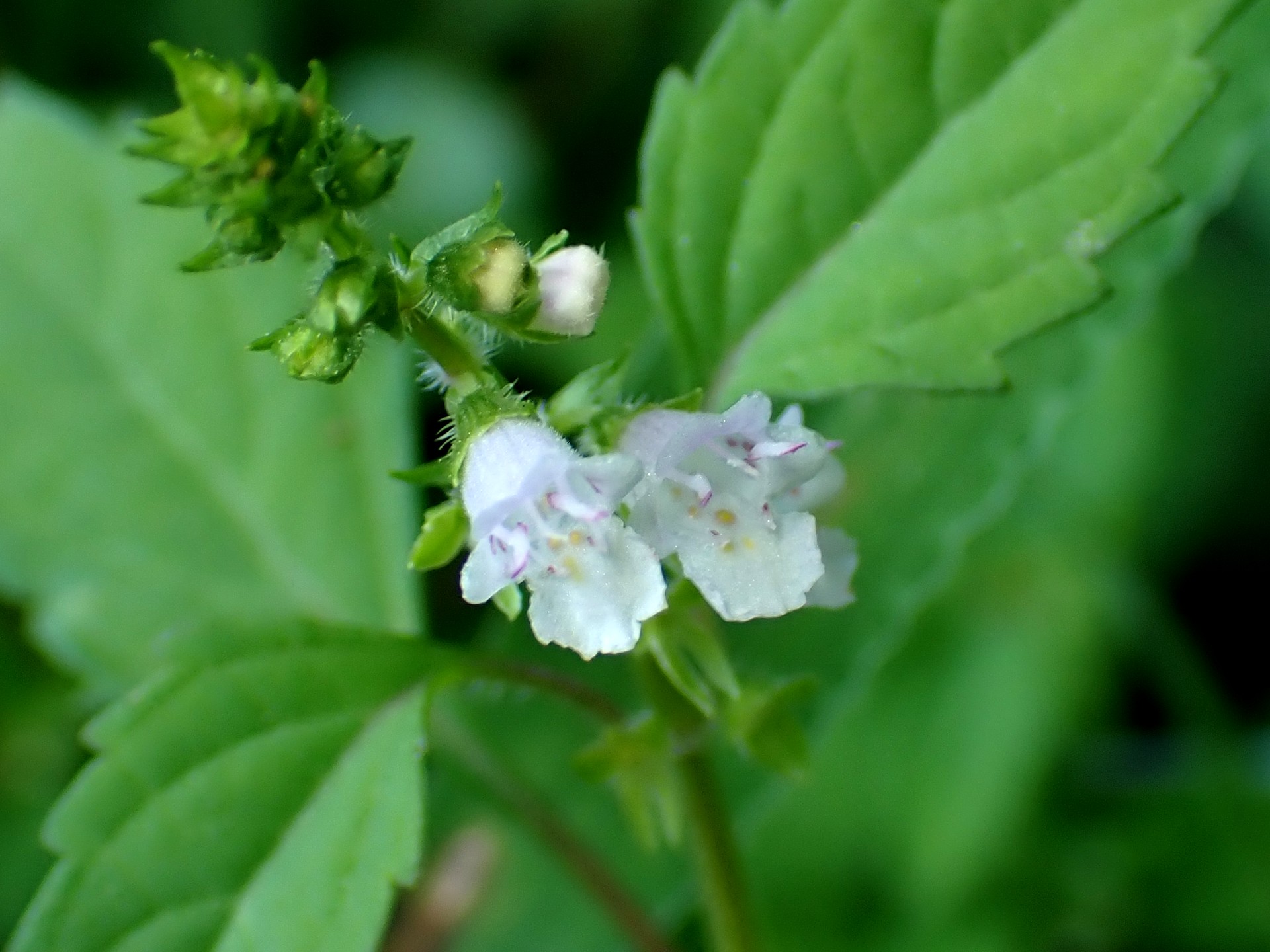 クワガタソウの仲間？ の高画質写真です。横浜市で、2025年9月30日に撮影したものです。