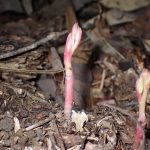 マヤラン の高画質写真です。横浜市で、2025年10月21日に撮影したものです。