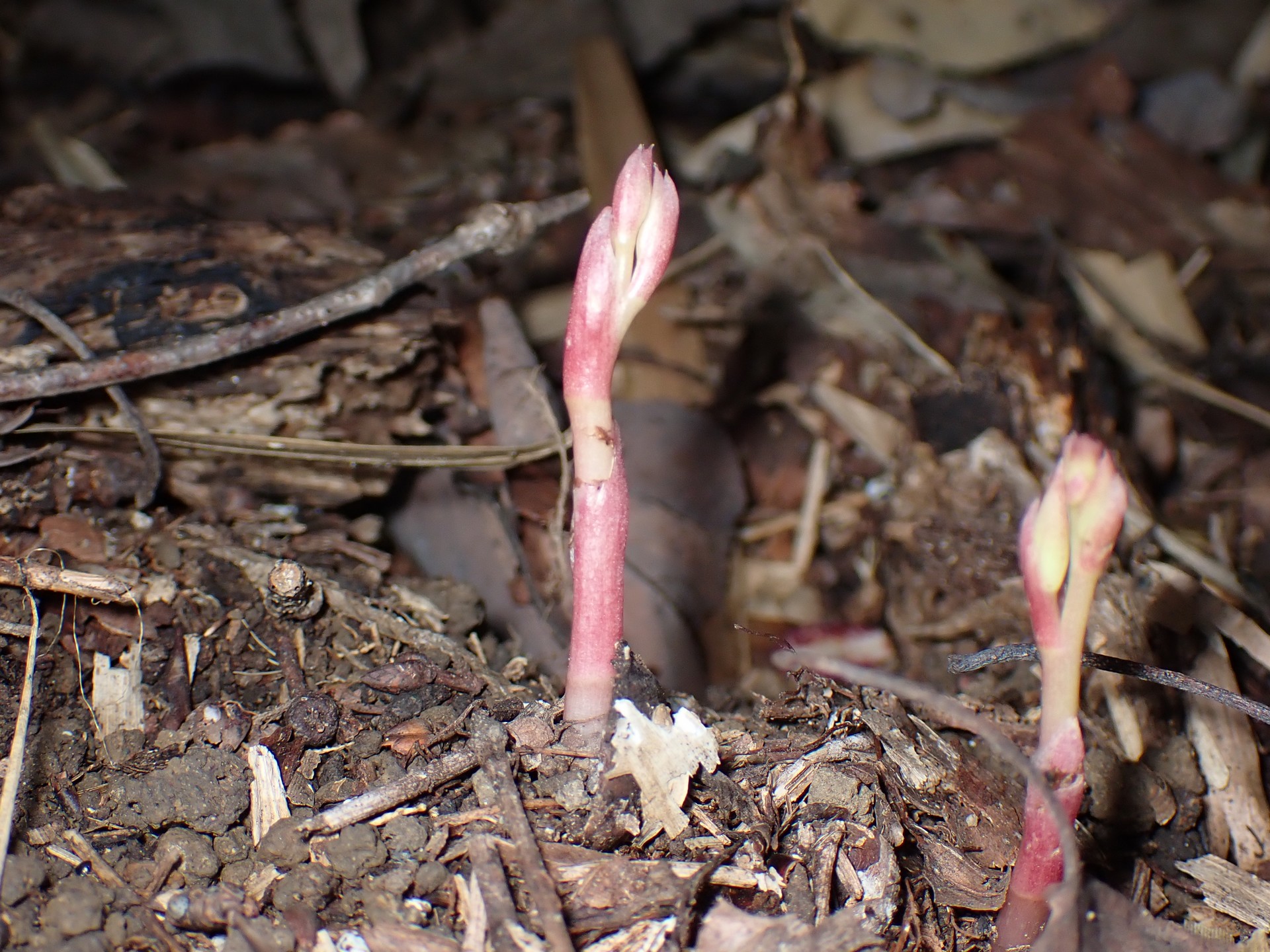 マヤラン の高画質写真です。横浜市で、2025年10月21日に撮影したものです。