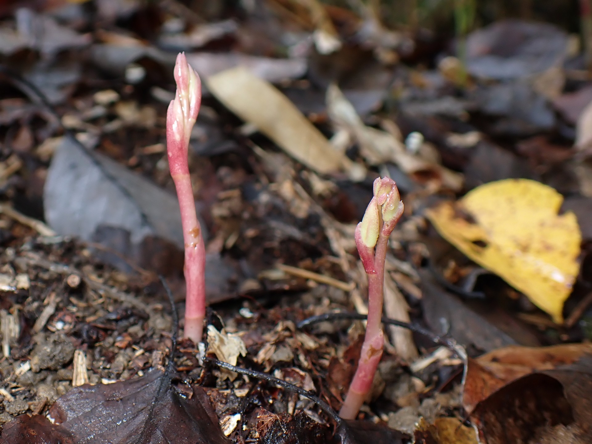 マヤラン の高画質写真です。横浜市で、2025年10月26日に撮影したものです。