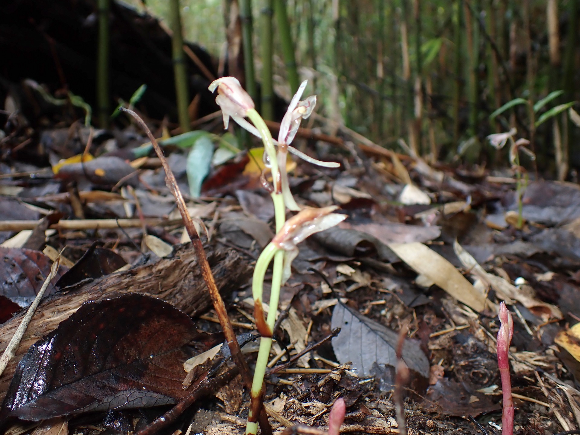 マヤラン の高画質写真です。横浜市で、2025年10月26日に撮影したものです。