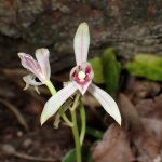 マヤラン の高画質写真です。横浜市で、2025年10月14日に撮影したものです。