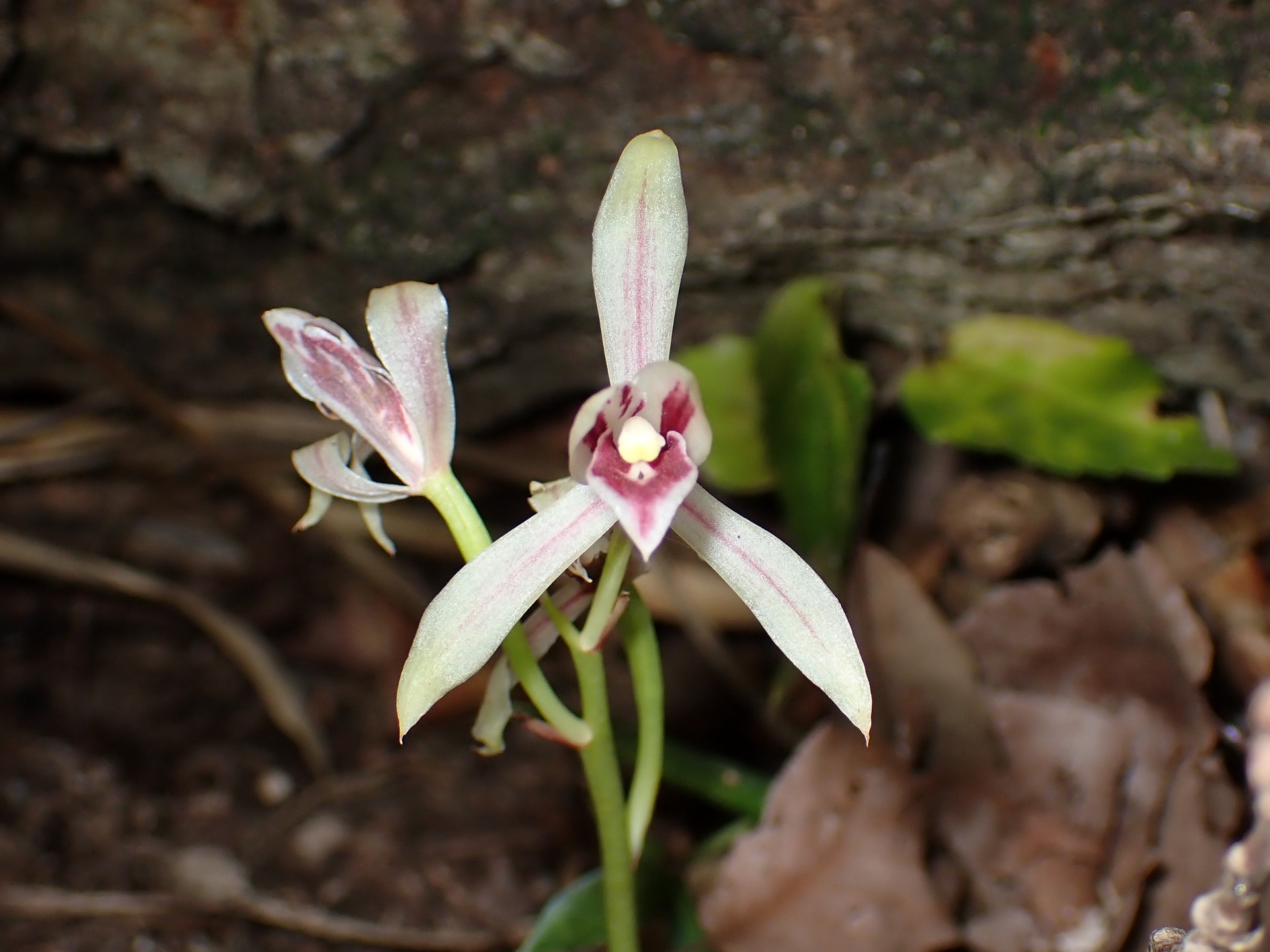 マヤラン の高画質写真です。横浜市で、2025年10月14日に撮影したものです。
