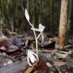 マヤラン の高画質写真です。横浜市で、2025年10月26日に撮影したものです。