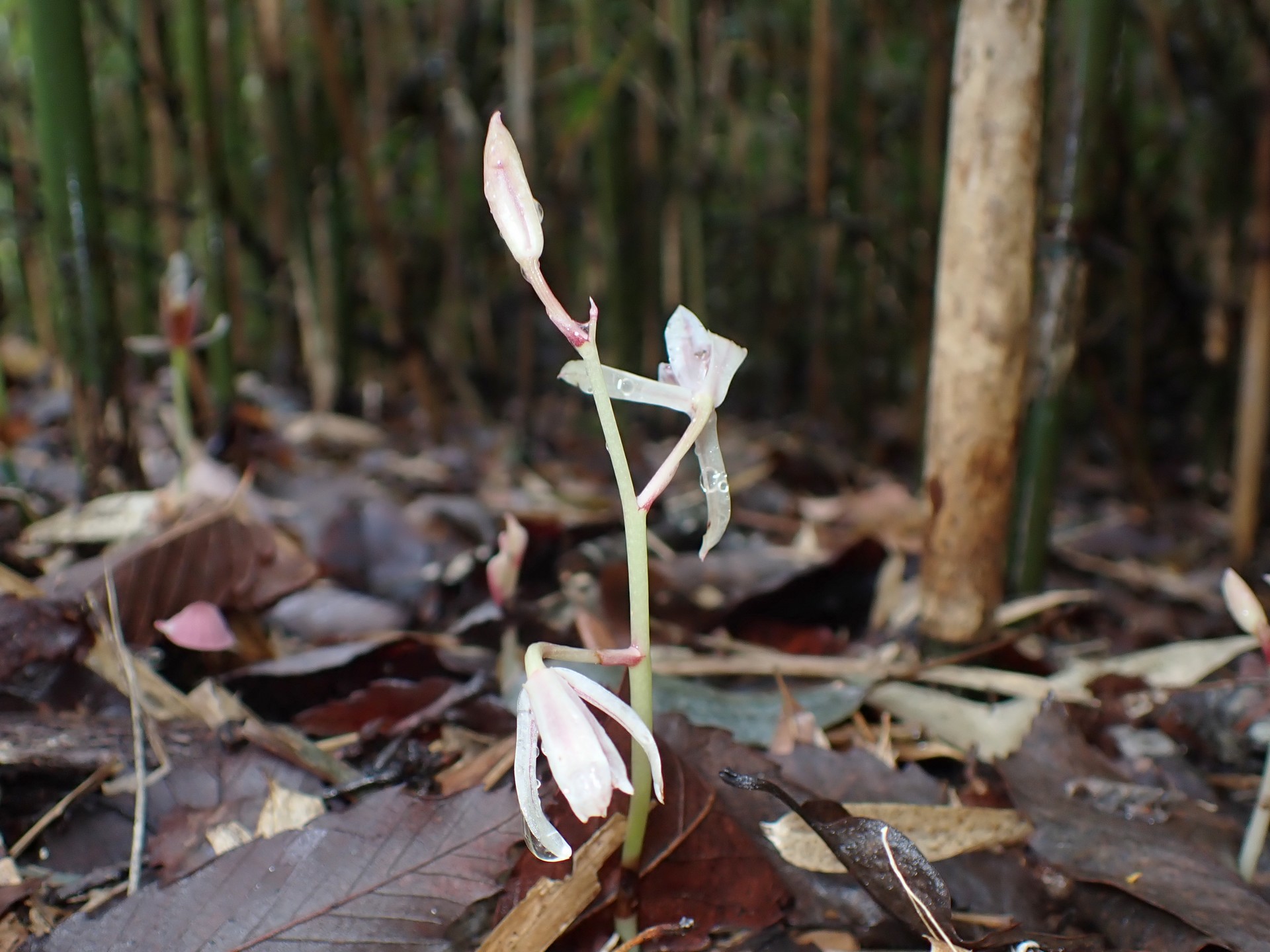 マヤラン の高画質写真です。横浜市で、2025年10月26日に撮影したものです。