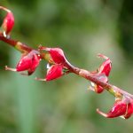 ミズヒキ の高画質写真です。横浜市で、2025年10月26日に撮影したものです。