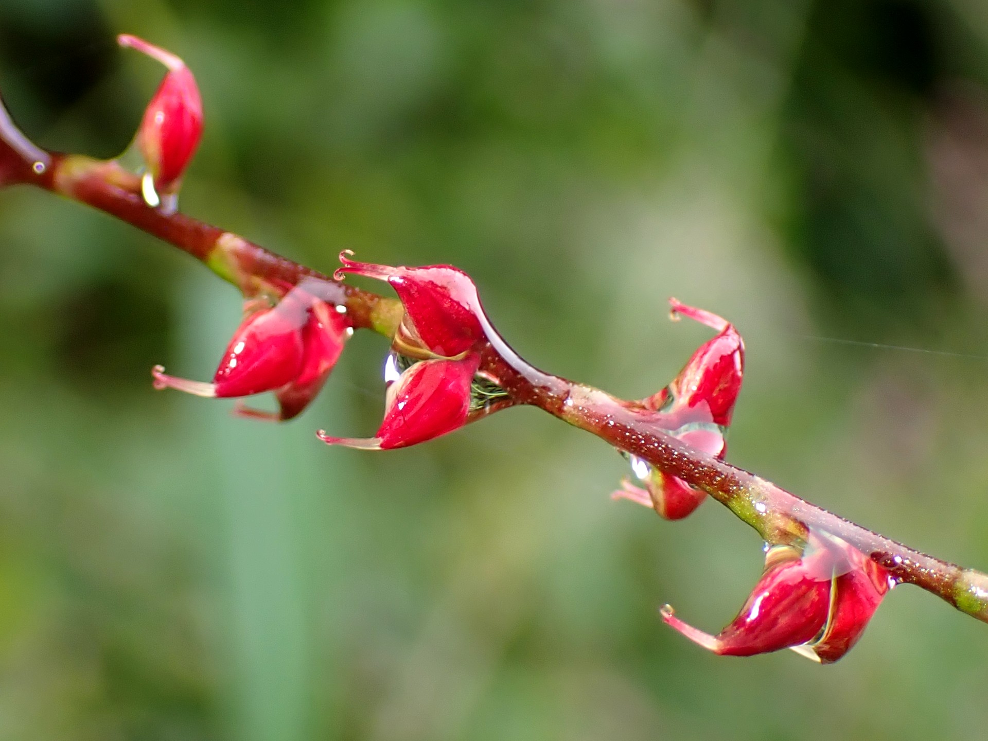 ミズヒキ の高画質写真です。横浜市で、2025年10月26日に撮影したものです。