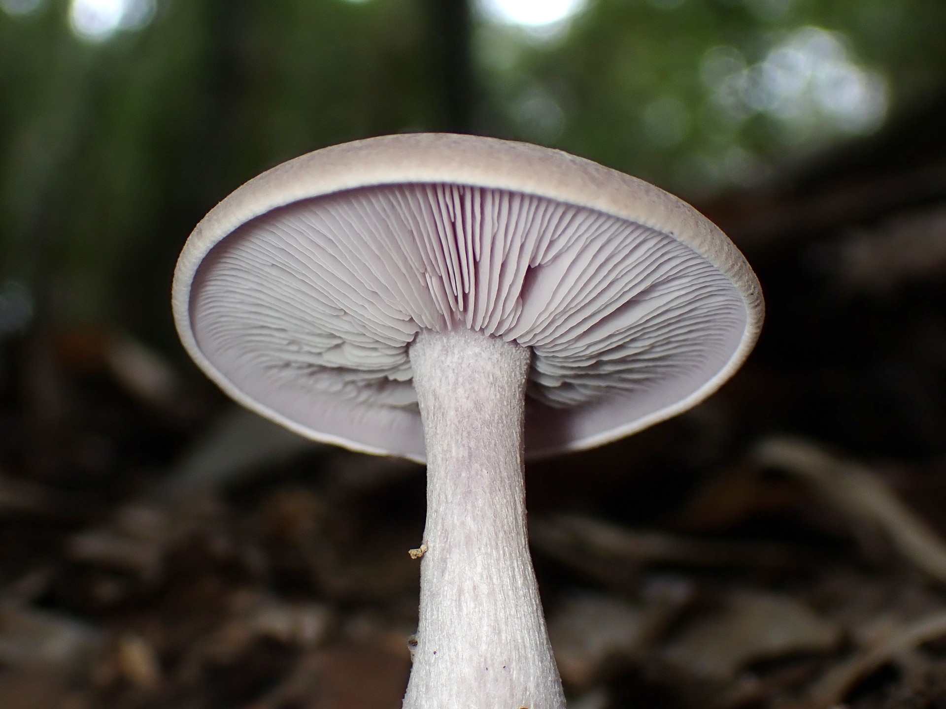 ムラサキシメジ の高画質写真です。横浜市で、2025年10月31日に撮影したものです。