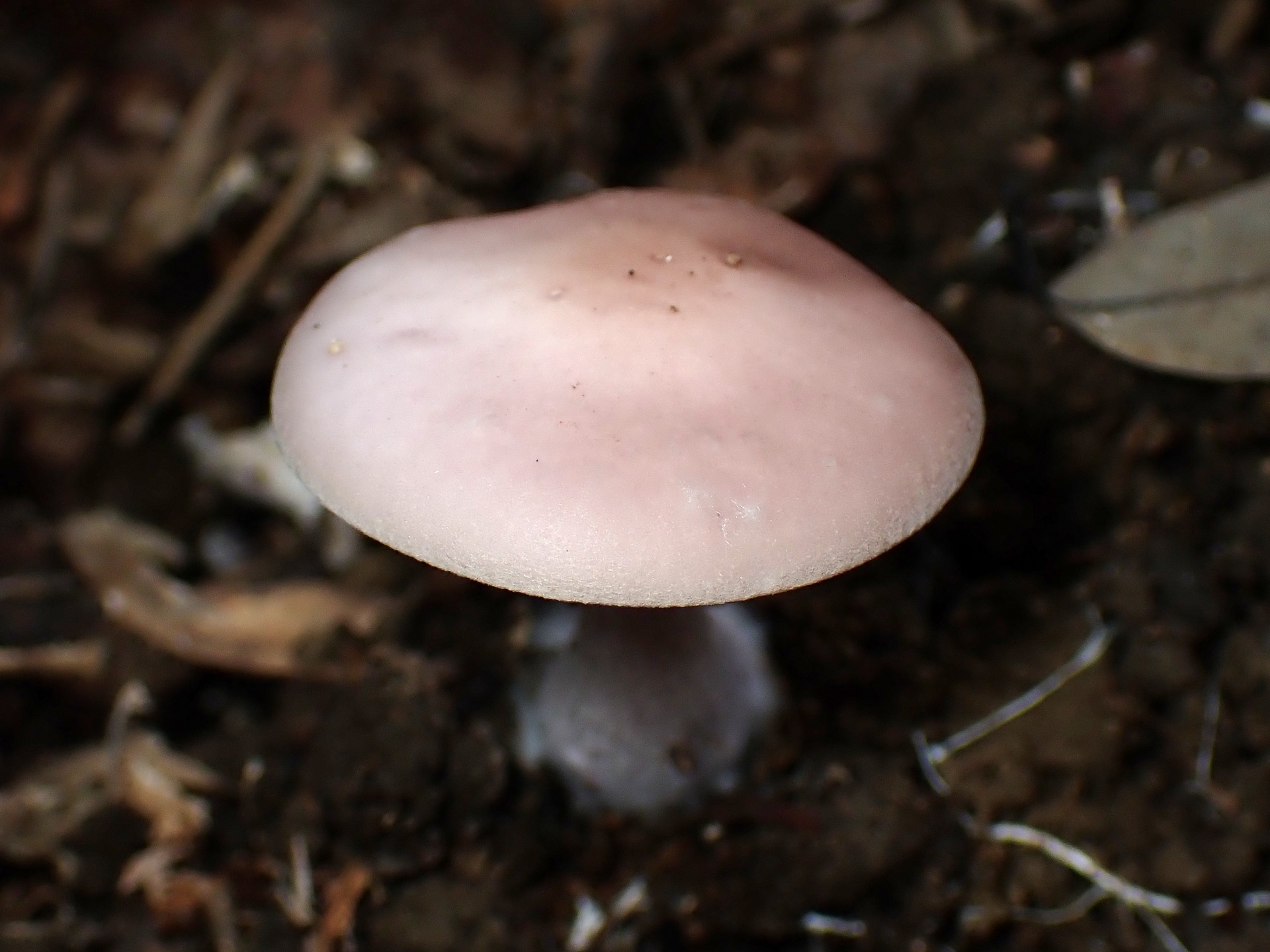 ムラサキシメジ の高画質写真です。横浜市で、2025年10月31日に撮影したものです。