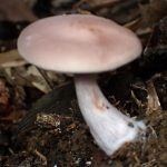 ムラサキシメジ の高画質写真です。横浜市で、2025年10月31日に撮影したものです。