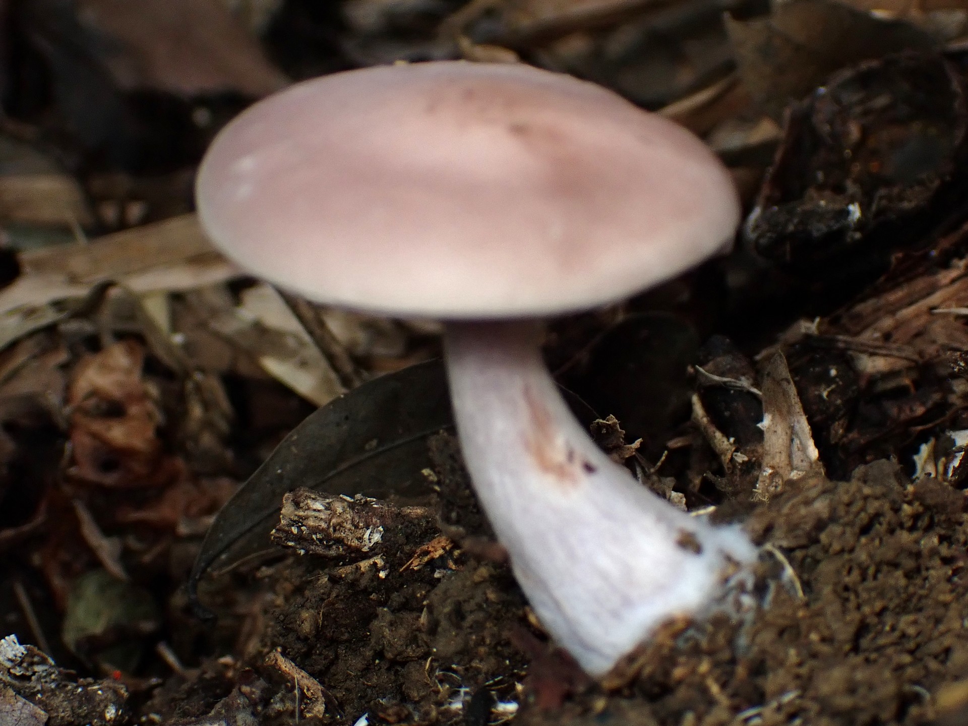 ムラサキシメジ の高画質写真です。横浜市で、2025年10月31日に撮影したものです。