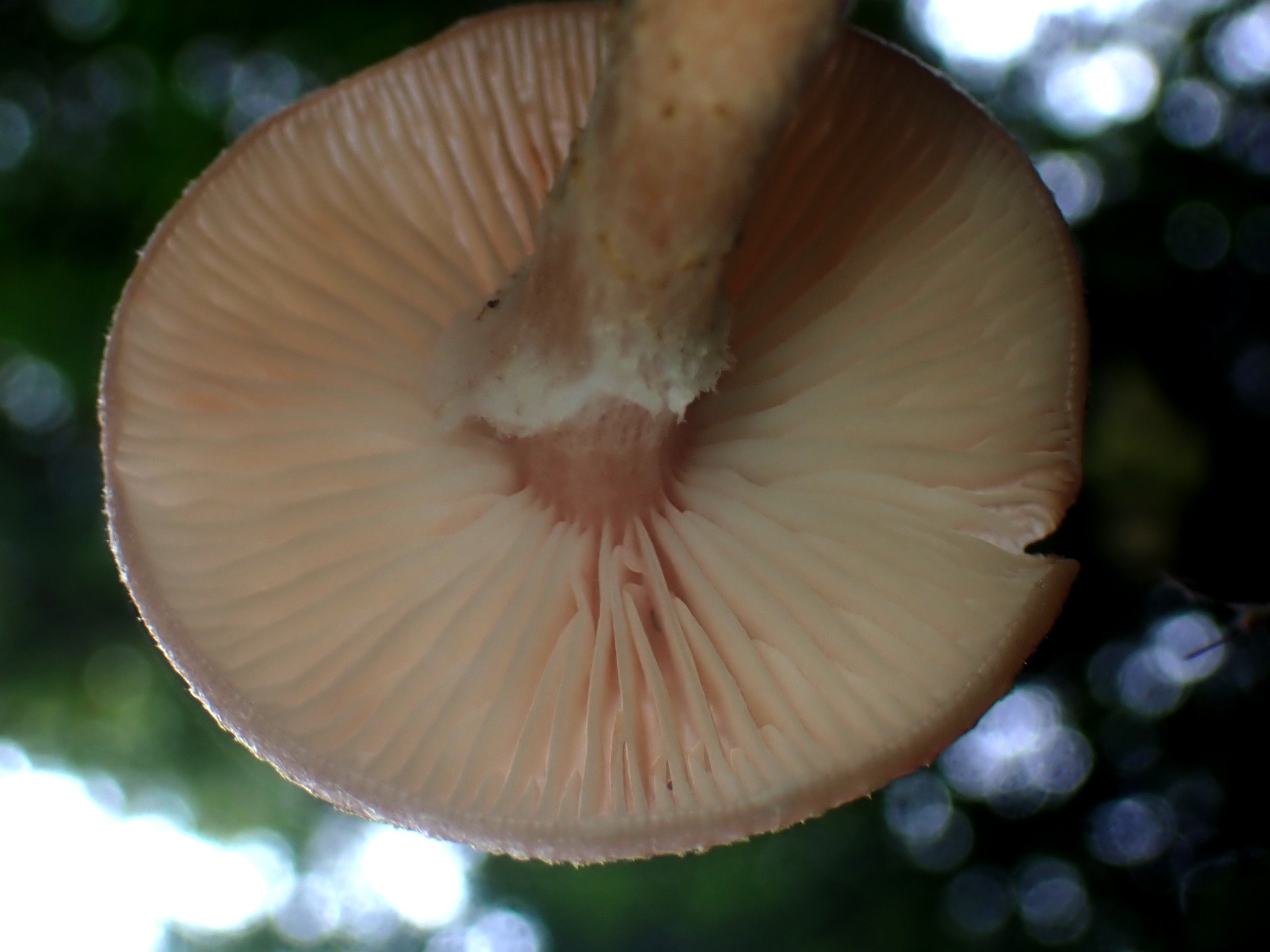 ナラタケ の高画質写真です。横浜市で、2025年10月21日に撮影したものです。